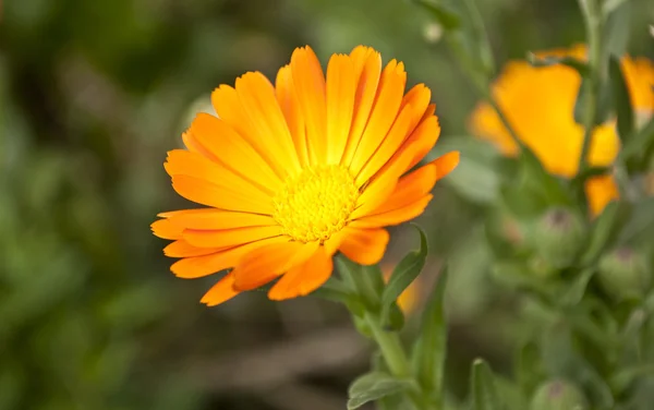 stock image Yellow flower background