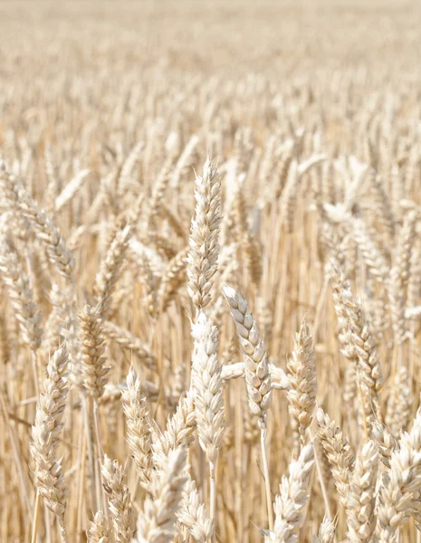 Pola pszenicy pod koniec lata w pełni dojrzałe — Zdjęcie stockowe