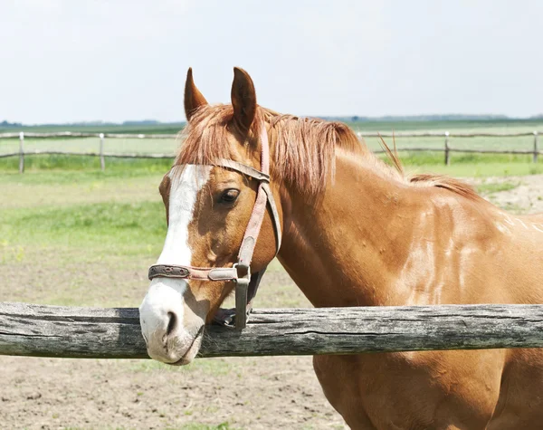 Kaštanový kůň — Stock fotografie