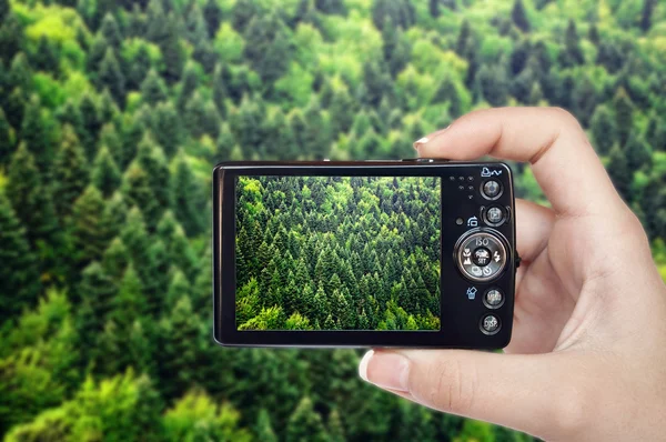 Туристическая рука фотографирует красивый зеленый лес — стоковое фото