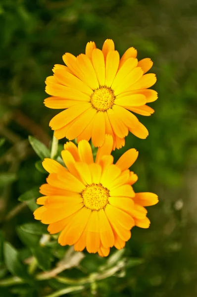 Dwa piękne żółte kwiaty — Zdjęcie stockowe