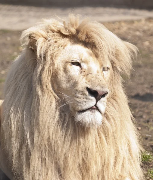Großer männlicher weißer Löwe — Stockfoto