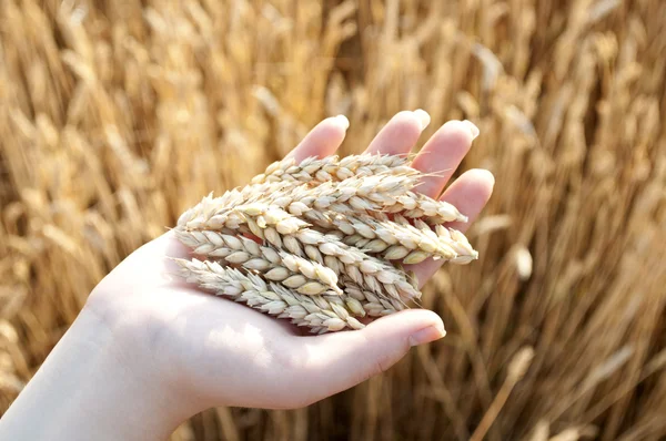 小麦と手 — ストック写真