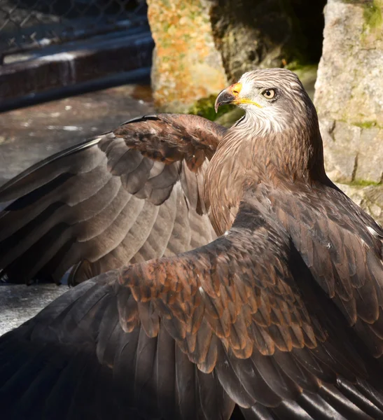 Adler mit ausgebreiteten Flügeln — Stockfoto