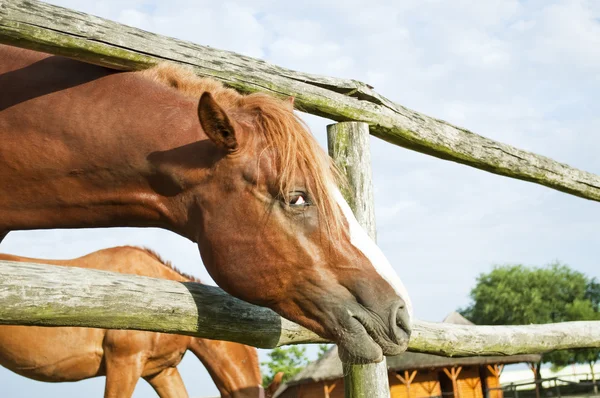 Hermoso caballo marrón mirando a la cámara — Foto de Stock