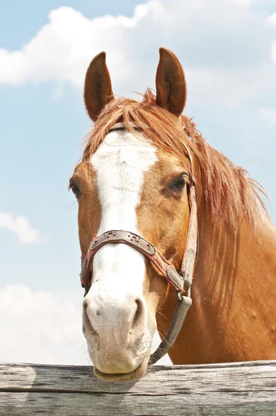 Portrét krásné koně — Stock fotografie