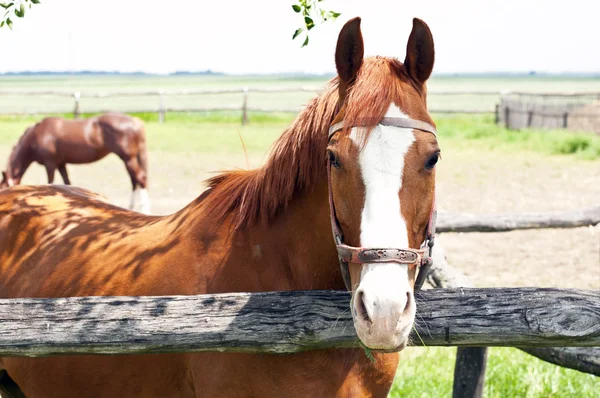 Красивая лошадь на ферме — стоковое фото