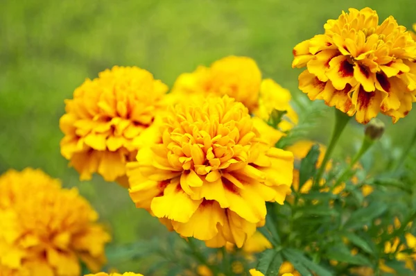 노란 꽃 배경 — 스톡 사진