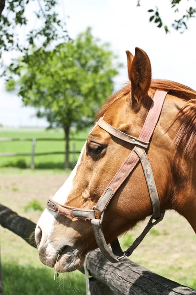 Beautiful horse portrait — Stock Photo, Image