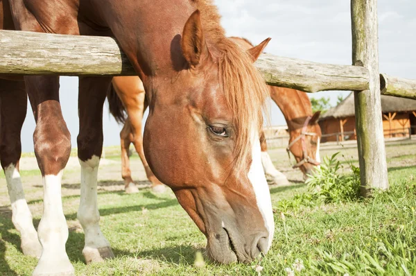 Horse grazing — Stock Photo, Image
