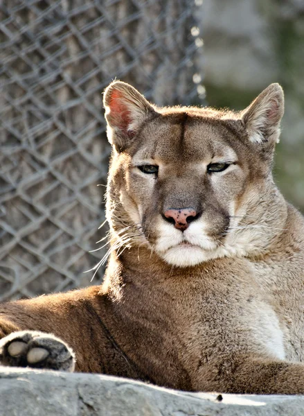 Portret dzika Puma — Zdjęcie stockowe