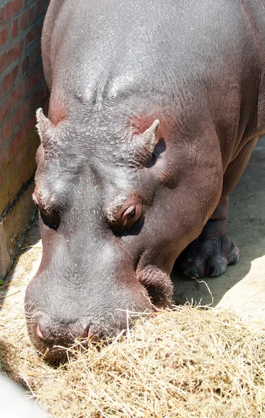 Hipopótamo comer grama — Fotografia de Stock