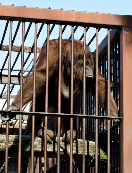Orangután en jaula — Foto de Stock