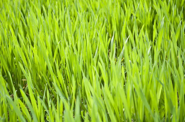 Green wheat field close up — Stock Photo, Image