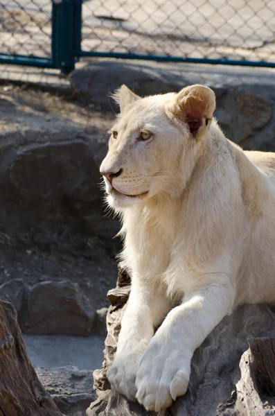 Biały lew cub portret — Zdjęcie stockowe