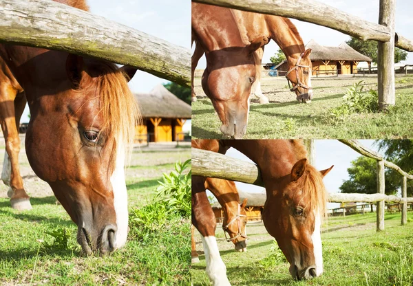 Colección de fotos de caballos — Foto de Stock