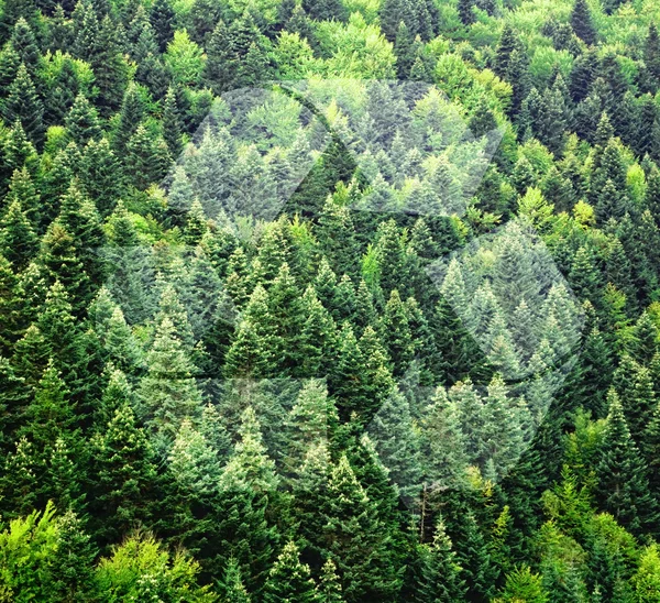 Знак "Переработка" на фоне зеленого леса — стоковое фото