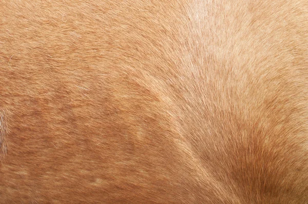 Horse fur close up — Stock Photo, Image