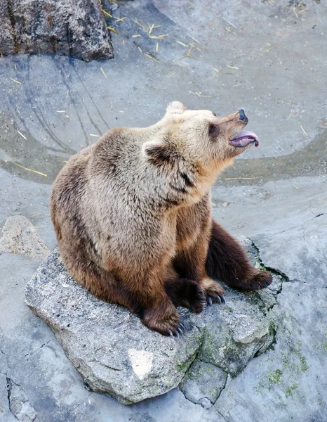 Riposo orso — Foto Stock