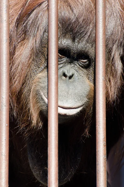 Orangutan kafes demir parmaklıklar ardında — Stok fotoğraf