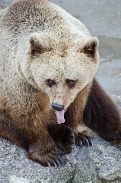 Retrato de urso engraçado com salão fora — Fotografia de Stock