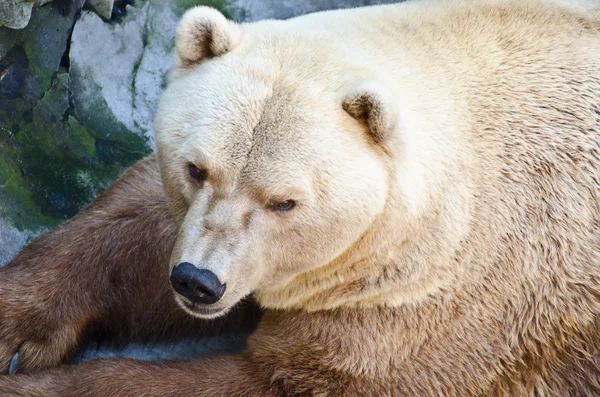 Grizzly bear portret — Stockfoto