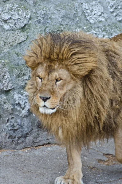 Büyük erkek Afrikalı aslan portre — Stok fotoğraf
