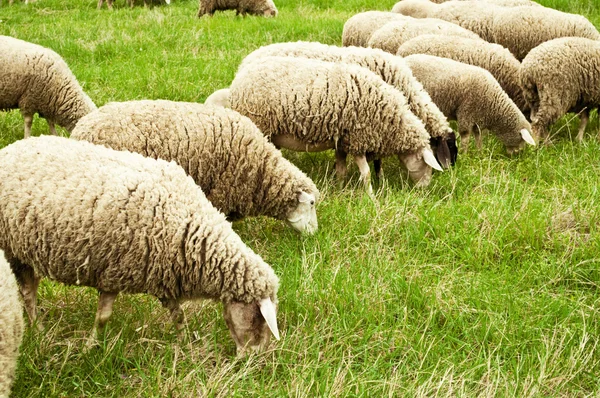 Flock of sheep grazing — Stock Photo, Image