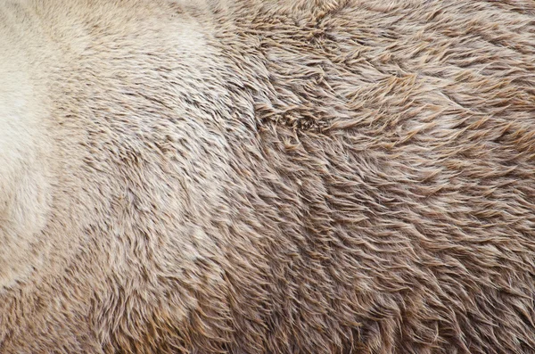 Grizzly bear fur texture — Stock Photo, Image