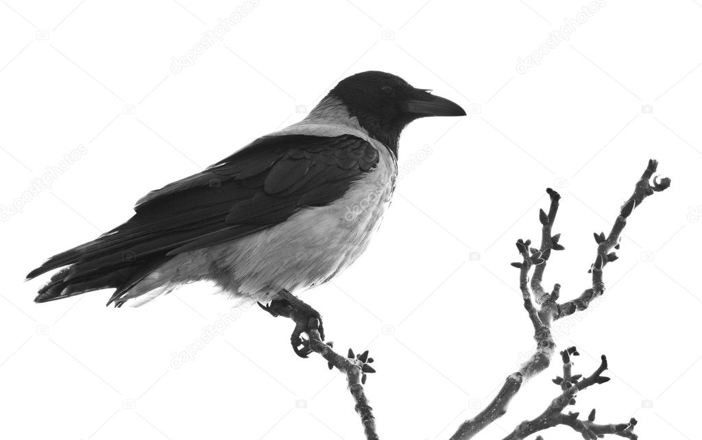 Raven on branch isolated on white