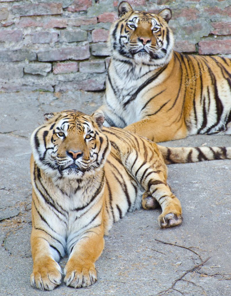 Zwei schöne bengalische Tiger ruhen — Stockfoto © Alexis84 9725571