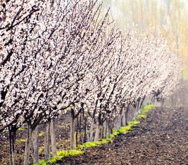 satır bir bahar orchard blooming şeftali ağaçları