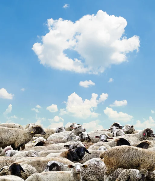 Stádo ovcí proti jasně modré obloze — Stock fotografie