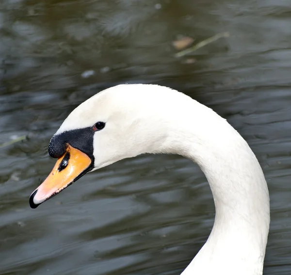 Retrato de cisne branco bonito — Fotografia de Stock