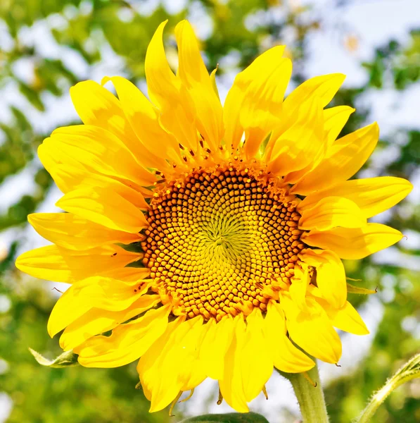 Schöne Sonnenblume — Stockfoto