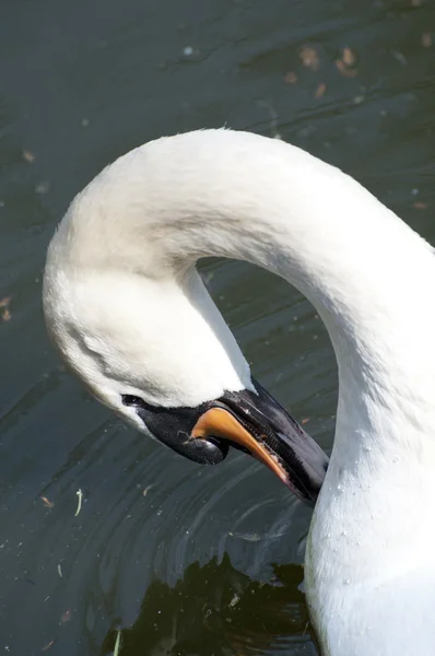 Krásná bílá labuť — Stock fotografie