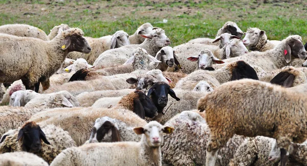 Стадо овець — стокове фото