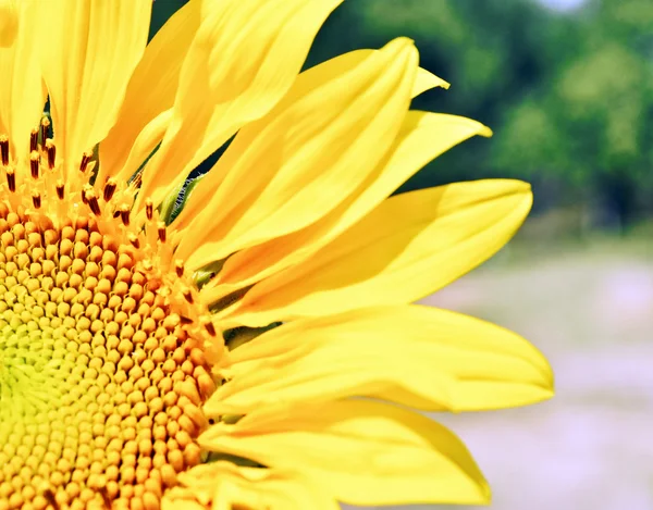 Kwiat słońca — Zdjęcie stockowe
