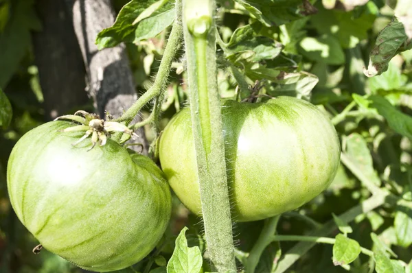 Tomates verdes en el jardín —  Fotos de Stock