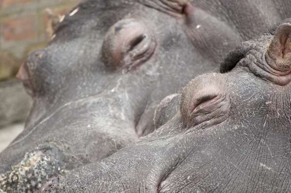 Hippo paar slapen — Stockfoto