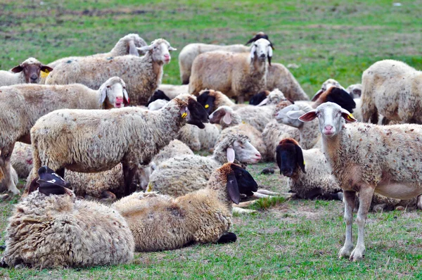 Flock of sheep — Stock Photo, Image