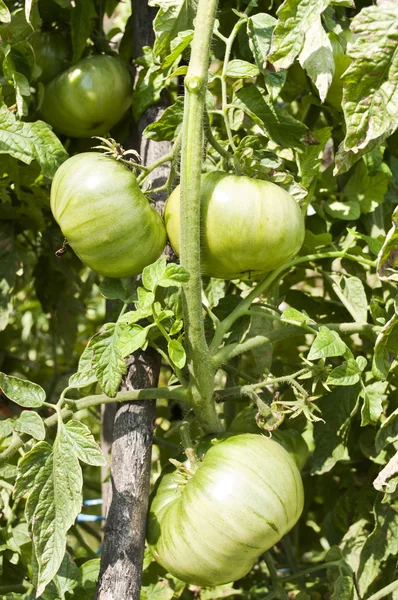 Tomates verdes creciendo en el jardín —  Fotos de Stock