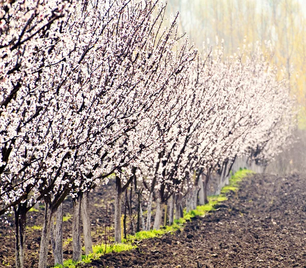 stock image Row of blooming peach trees in a spring orchard