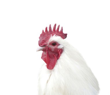 Rooster portrait isolated on white clipart