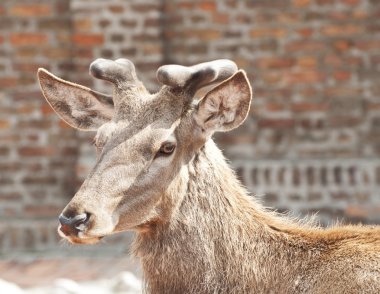 Reindeer portrait clipart