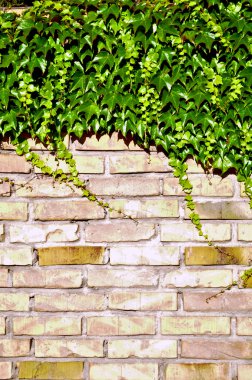 Ivy and bricks clipart