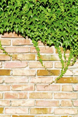 Ivy and brick wall clipart