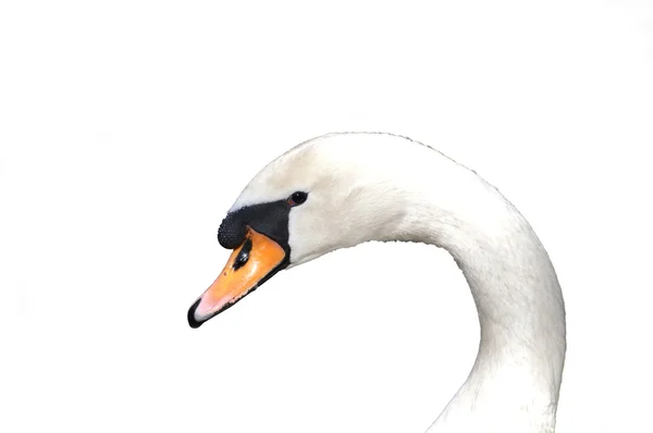 Retrato de cisne blanco aislado en blanco —  Fotos de Stock