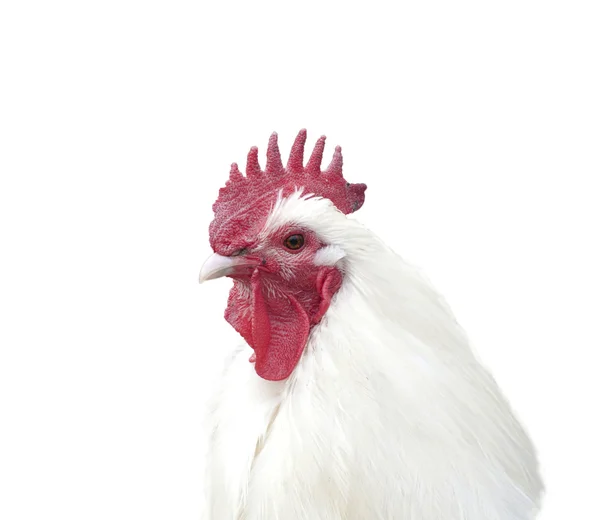 Rooster portrait isolated on white — Stock Photo, Image