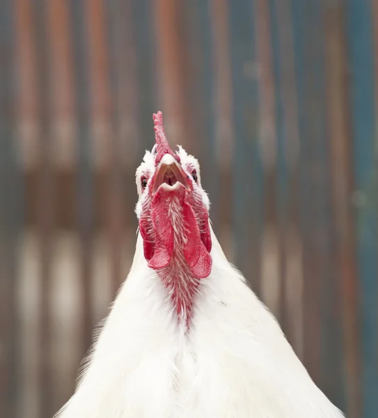 Screaming rooster — Stock Photo, Image